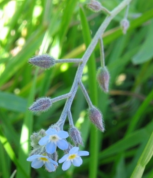 Pflanzenbild gross Acker-Vergissmeinnicht - Myosotis arvensis