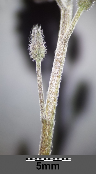 Pflanzenbild gross Acker-Vergissmeinnicht - Myosotis arvensis