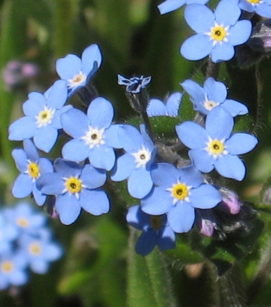 Pflanzenbild gross Acker-Vergissmeinnicht - Myosotis arvensis