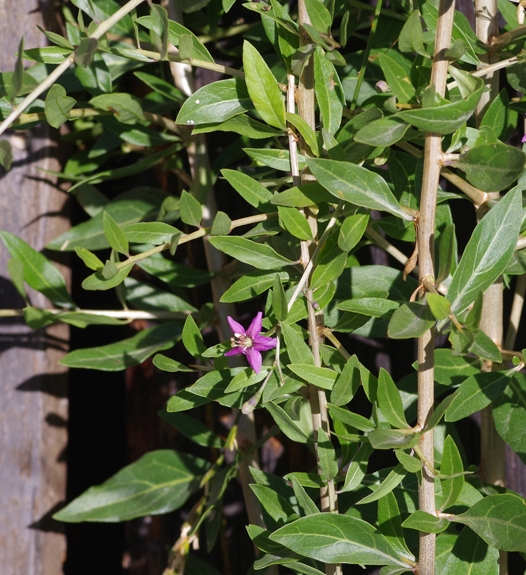Pflanzenbild gross Bocksdorn - Lycium barbarum