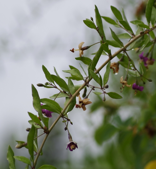 Pflanzenbild gross Bocksdorn - Lycium barbarum