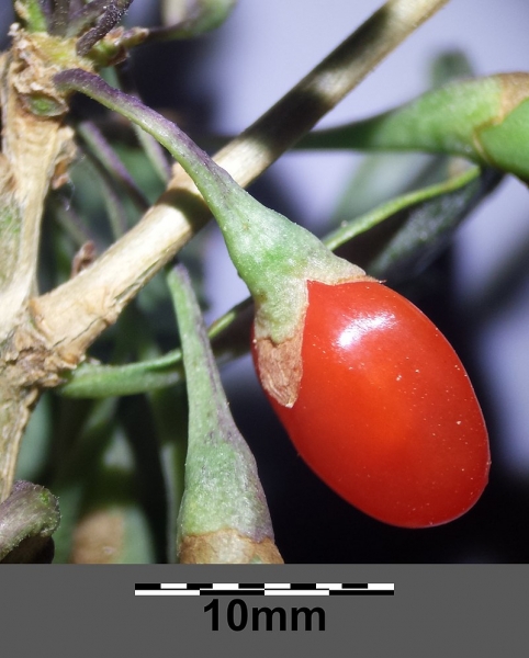 Pflanzenbild gross Bocksdorn - Lycium barbarum