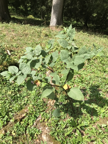 Pflanzenbild gross Tollkirsche - Atropa bella-donna