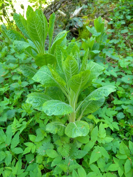Pflanzenbild gross Tollkirsche - Atropa bella-donna