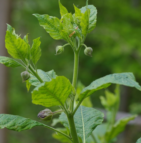 Pflanzenbild gross Tollkirsche - Atropa bella-donna
