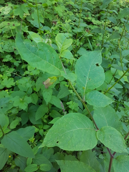 Pflanzenbild gross Tollkirsche - Atropa bella-donna