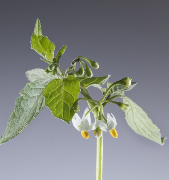 Pflanzenbild gross Schwarzer Nachtschatten - Solanum nigrum