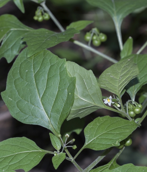 Pflanzenbild gross Schwarzer Nachtschatten - Solanum nigrum