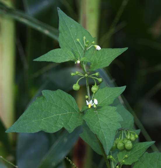 Pflanzenbild gross Schwarzer Nachtschatten - Solanum nigrum