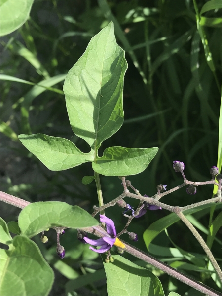 Pflanzenbild gross Bittersüsser Nachtschatten - Solanum dulcamara