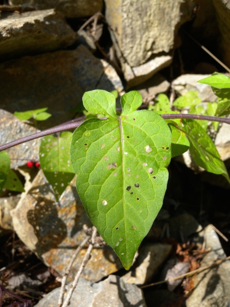 Pflanzenbild gross Bittersüsser Nachtschatten - Solanum dulcamara