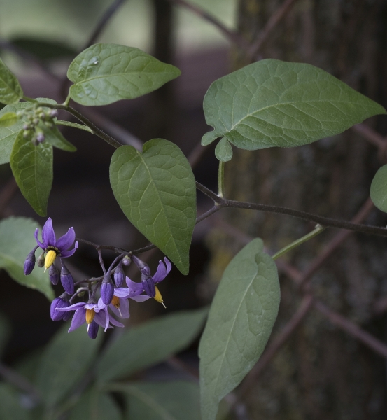 Pflanzenbild gross Bittersüsser Nachtschatten - Solanum dulcamara