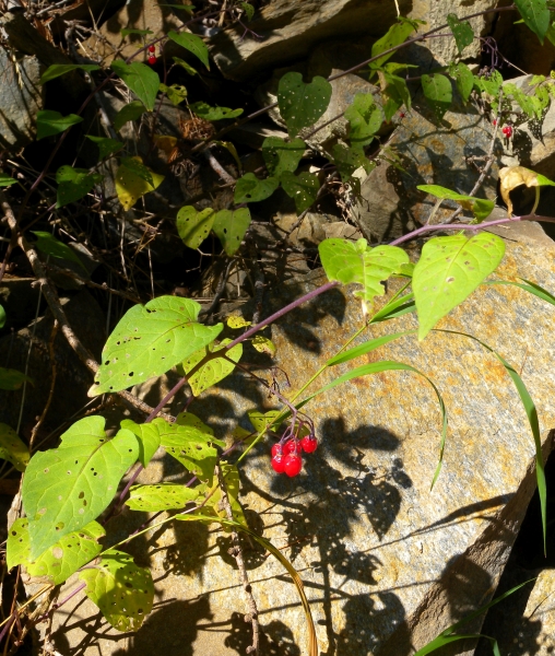 Pflanzenbild gross Bittersüsser Nachtschatten - Solanum dulcamara