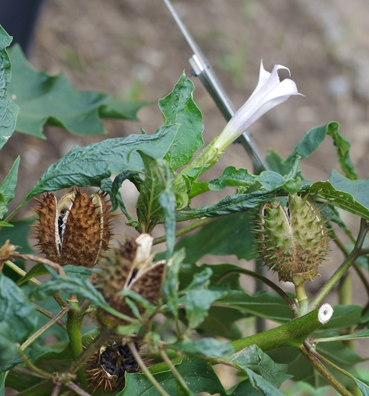 Pflanzenbild gross Stechapfel - Datura stramonium