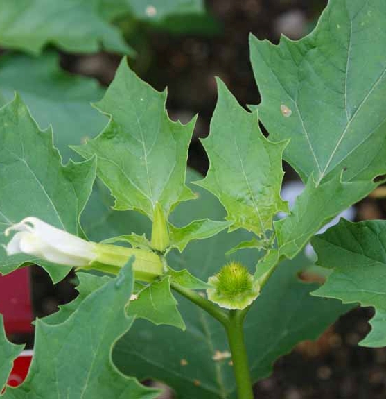 Pflanzenbild gross Stechapfel - Datura stramonium