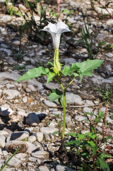 Pflanzenbild gross Stechapfel - Datura stramonium