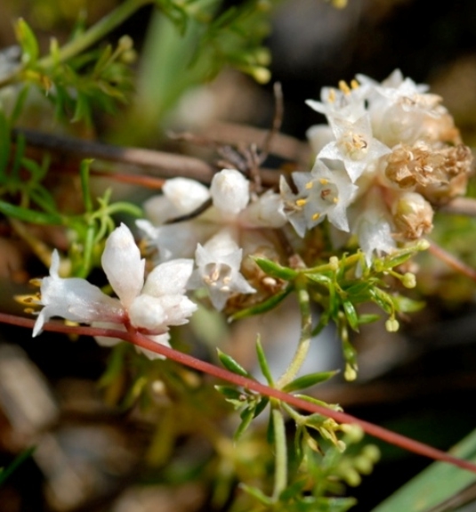 Pflanzenbild gross Quendel-Seide - Cuscuta epithymum