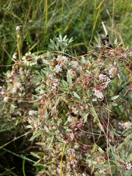 Pflanzenbild gross Quendel-Seide - Cuscuta epithymum