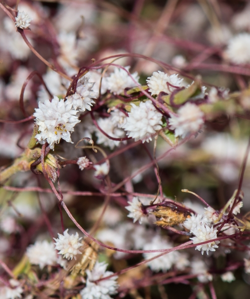 Pflanzenbild gross Quendel-Seide - Cuscuta epithymum