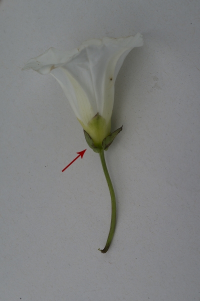 Pflanzenbild gross Echte Zaunwinde - Calystegia sepium