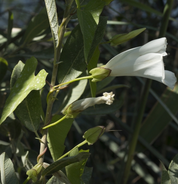 Pflanzenbild gross Echte Zaunwinde - Calystegia sepium