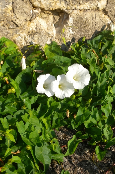 Pflanzenbild gross Echte Zaunwinde - Calystegia sepium