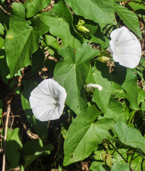Pflanzenbild gross Echte Zaunwinde - Calystegia sepium