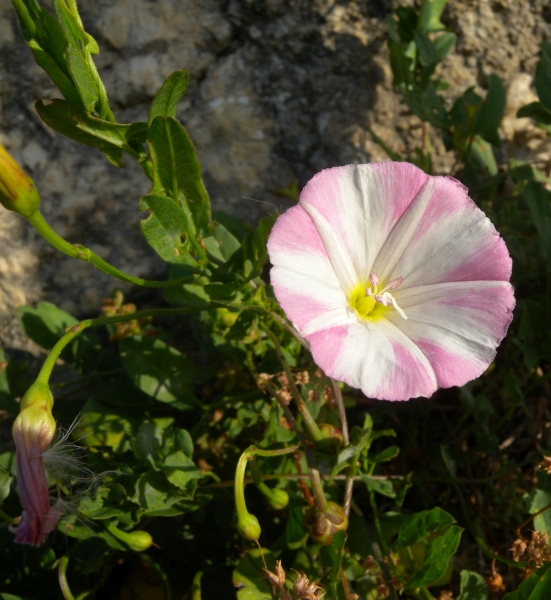 Pflanzenbild gross Acker-Winde - Convolvulus arvensis