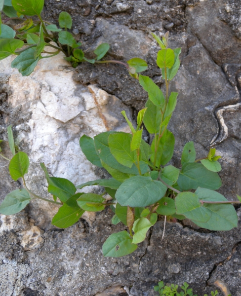 Pflanzenbild gross Acker-Winde - Convolvulus arvensis