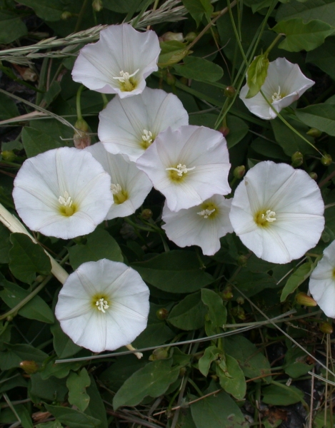 Pflanzenbild gross Acker-Winde - Convolvulus arvensis