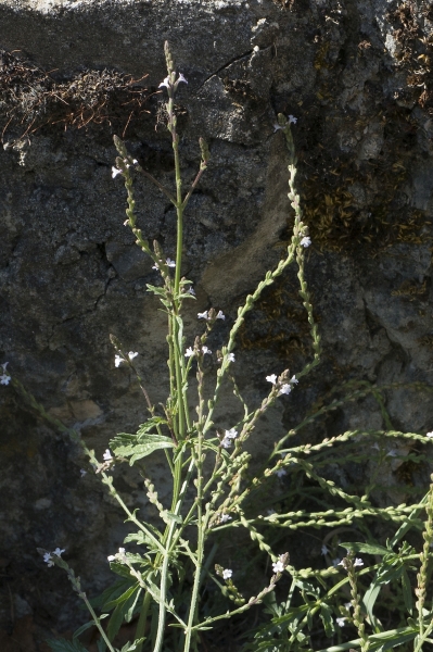 Pflanzenbild gross Eisenkraut - Verbena officinalis