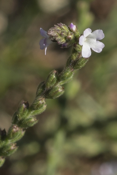 Pflanzenbild gross Eisenkraut - Verbena officinalis