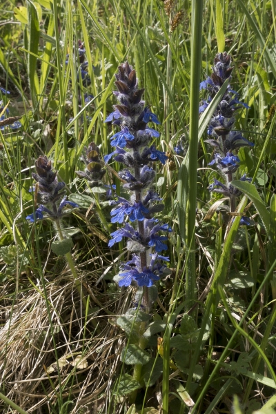 Pflanzenbild gross Kriechender Günsel - Ajuga reptans