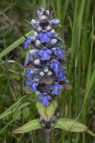 Pflanzenbild gross Kriechender Günsel - Ajuga reptans