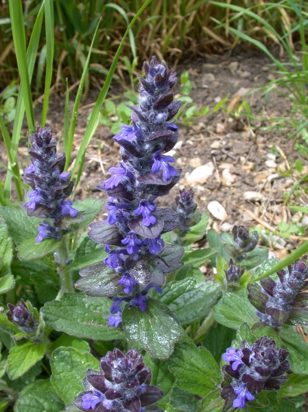 Pflanzenbild gross Kriechender Günsel - Ajuga reptans