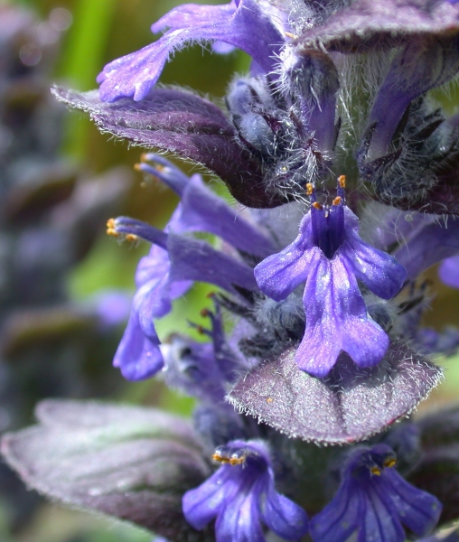 Pflanzenbild gross Kriechender Günsel - Ajuga reptans