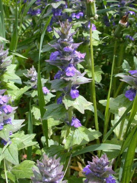 Pflanzenbild gross Genfer Günsel - Ajuga genevensis