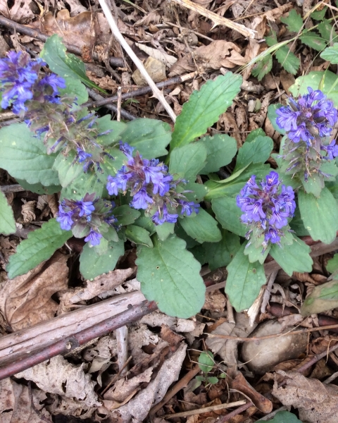 Pflanzenbild gross Genfer Günsel - Ajuga genevensis