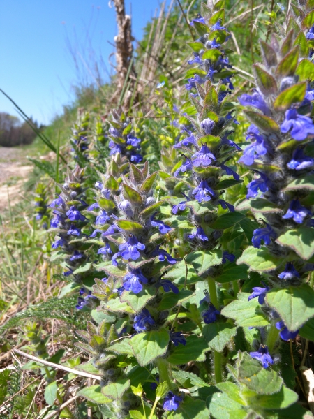 Pflanzenbild gross Genfer Günsel - Ajuga genevensis