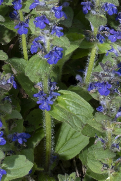 Pflanzenbild gross Genfer Günsel - Ajuga genevensis