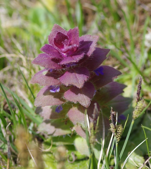 Pflanzenbild gross Pyramiden-Günsel - Ajuga pyramidalis