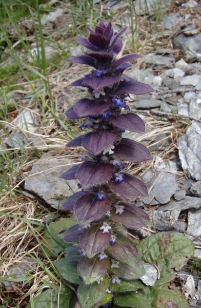 Pflanzenbild gross Pyramiden-Günsel - Ajuga pyramidalis