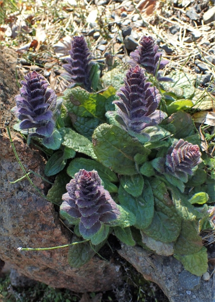 Pflanzenbild gross Pyramiden-Günsel - Ajuga pyramidalis