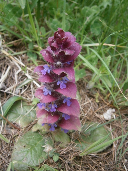 Pflanzenbild gross Pyramiden-Günsel - Ajuga pyramidalis