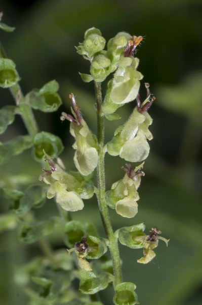 Pflanzenbild gross Salbeiblättriger Gamander - Teucrium scorodonia