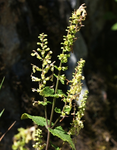 Pflanzenbild gross Salbeiblättriger Gamander - Teucrium scorodonia