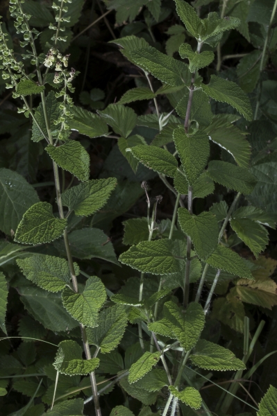 Pflanzenbild gross Salbeiblättriger Gamander - Teucrium scorodonia
