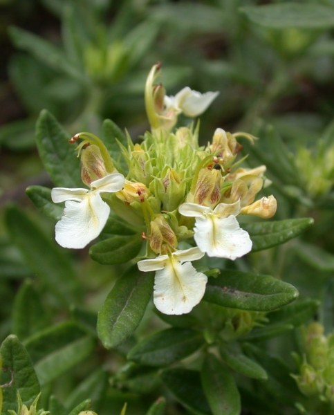 Pflanzenbild gross Berg-Gamander - Teucrium montanum