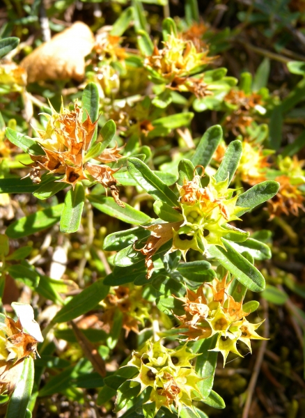 Pflanzenbild gross Berg-Gamander - Teucrium montanum