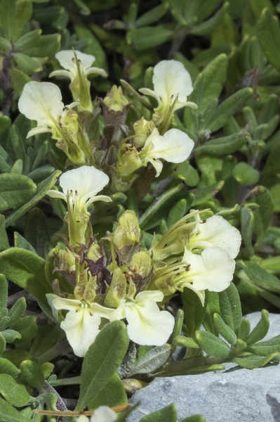 Pflanzenbild gross Berg-Gamander - Teucrium montanum